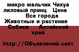 микро мальчик Чихуа лиловый принц › Цена ­ 90 - Все города Животные и растения » Собаки   . Алтайский край